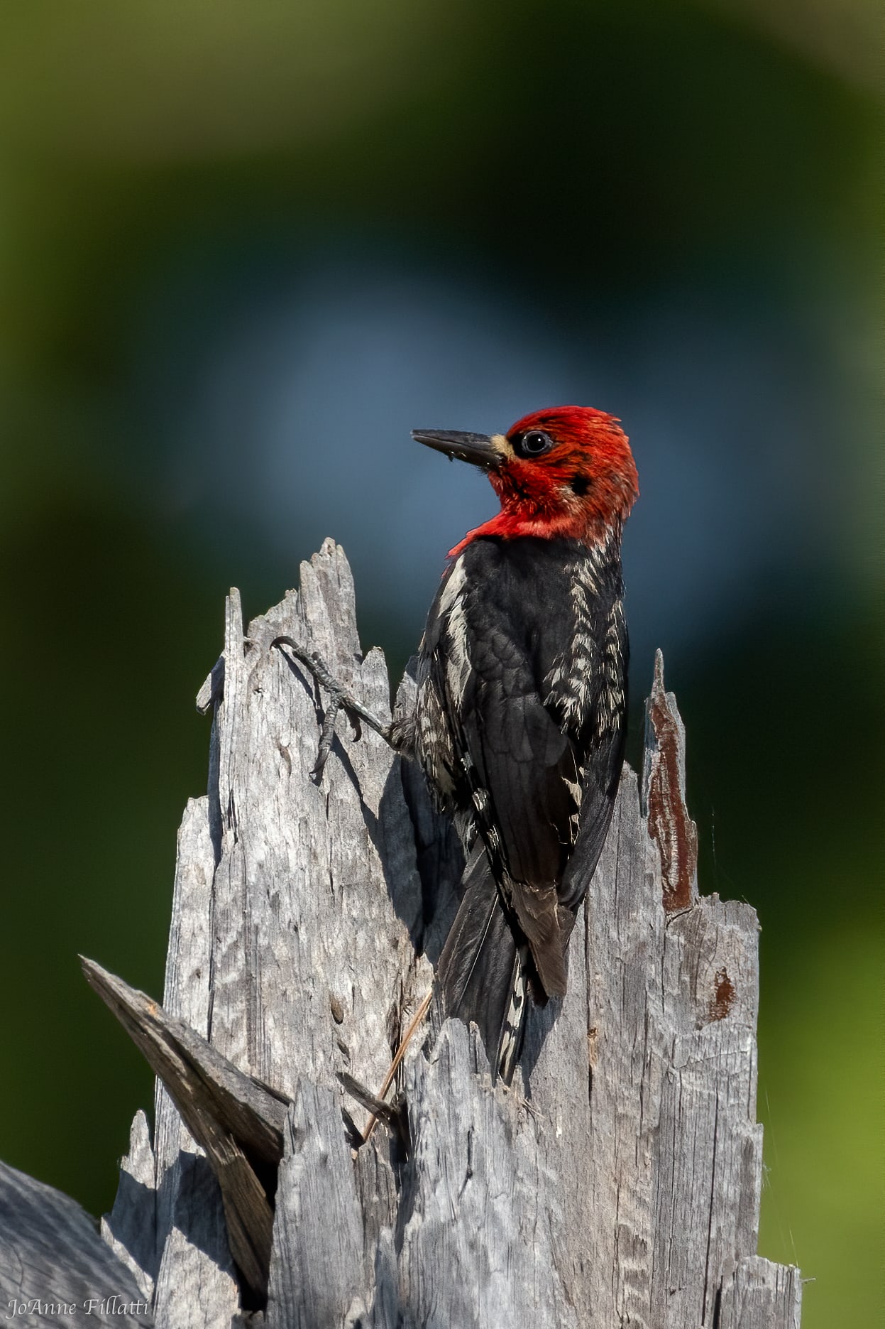 bird of California image 4